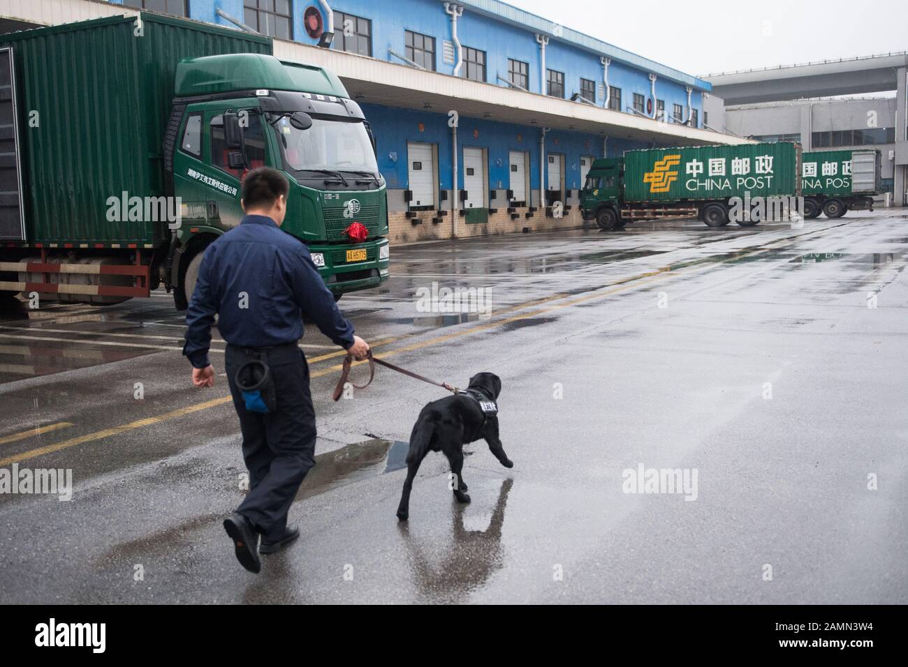 (200114) -- CHANGSHA, 14. Januar 2020 (Xinhua) -- Sniffer Dog 'Lufei' und Trainer Liu Huan gehen in Richtung des Posteingangs-Freigabebereichs im Changsha Supervision Center für internationale Mails in Changsha, der Hauptstadt der zentralchinesischen Hunan-Provinz, 10. Januar 2020. Der Schnüffelhund "Lufei" beim Changsha-Zoll hat eine wichtige Rolle bei der Erkennung verbotener Gegenstände und der Verhinderung der Ausbreitung von Tier- und Pflanzenkrankheiten gespielt. Im Jahr 2019 war der Schnüffelhund "Lufei" 183 Mal im Einsatz und stellte 249 Chargen gefährlicher Stoffe fest. (Xinhua/Chen Sihan) Stockfoto