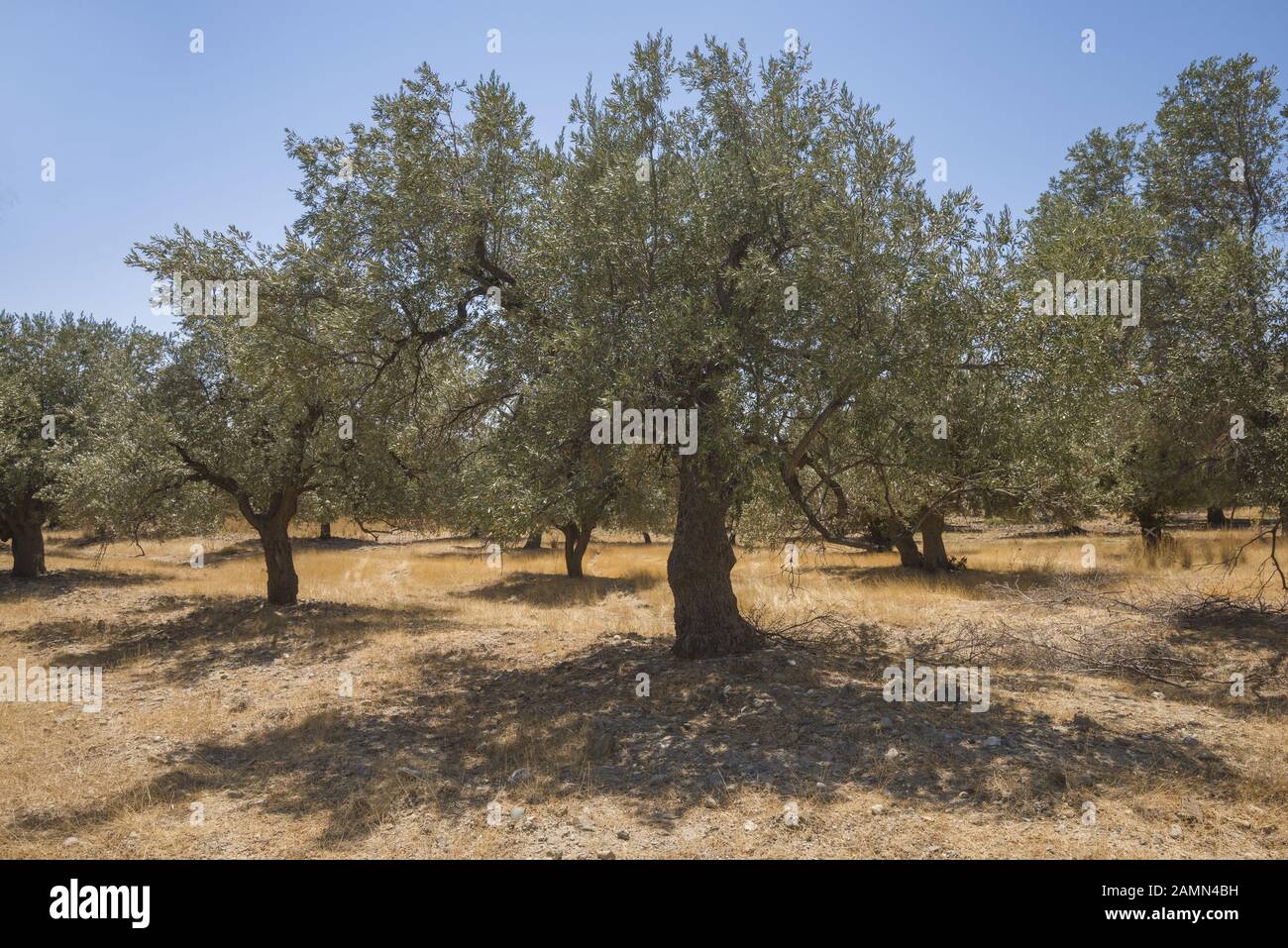 Olivenplantage am Sonnentag. Alte, veraltete Olivenbäume. Europäische Oliven (Olea europaea)-Plantage mit Olivenbäumen. Rhodos, Griechenland Stockfoto