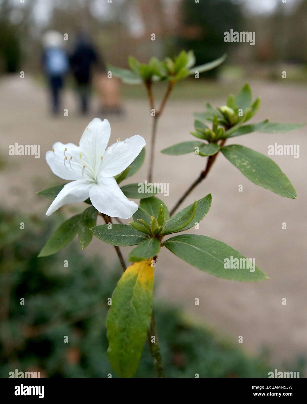 Moers, Deutschland. Januar 2020. Spaziergänger kommen im Schlosspark an der Blüte eines Sträuches vorbei. Der Deutsche Wetterdienst rechnet in Nordrhein-Westfalen in den kommenden Tagen mit 14 Grad Celsius. Kredit: Roland Weihrauch / dpa / Alamy Live News Stockfoto