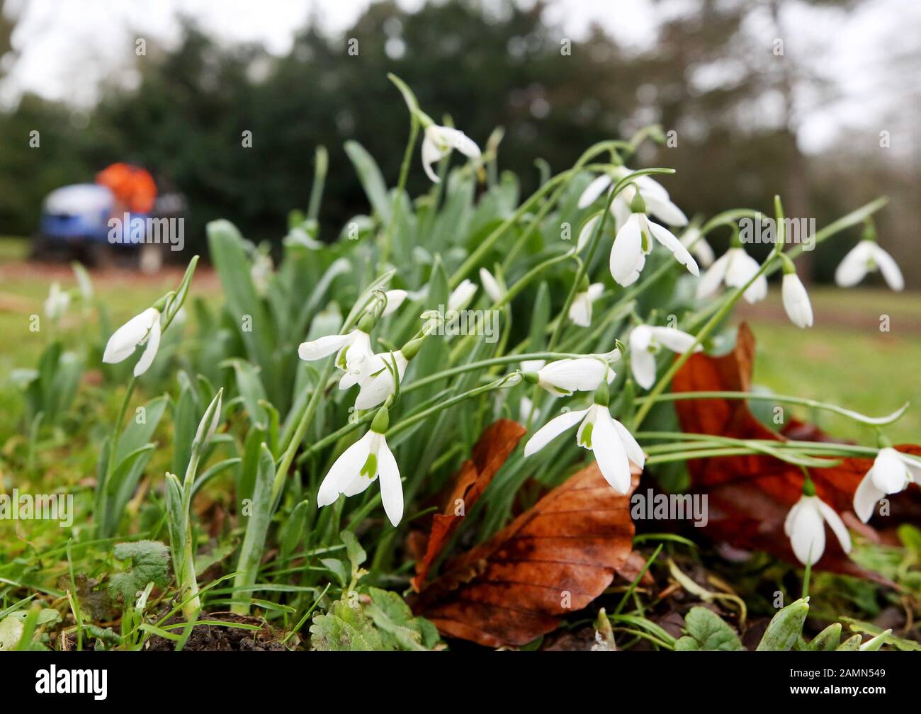 Moers, Deutschland. Januar 2020. Hinter blühenden Schneefällen arbeiten Mitarbeiter des Parks Department im Schlosspark. Der Deutsche Wetterdienst rechnet in Nordrhein-Westfalen in den kommenden Tagen mit 14 Grad Celsius. Kredit: Roland Weihrauch / dpa / Alamy Live News Stockfoto