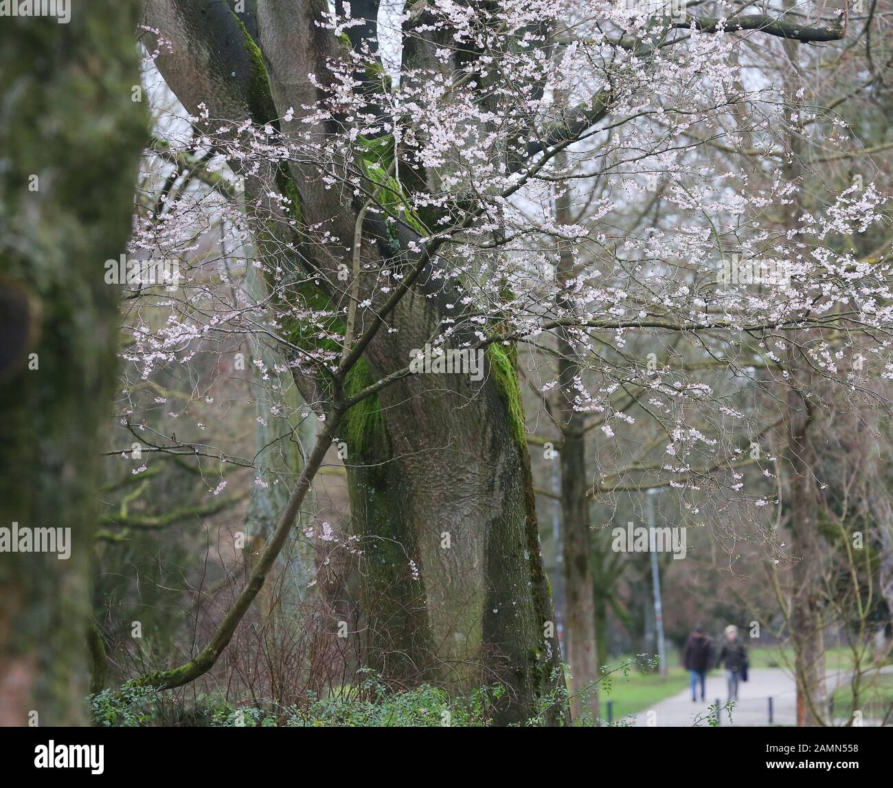 Moers, Deutschland. Januar 2020. Spaziergänger passieren einen blühenden Baum im Schlosspark. Der Deutsche Wetterdienst rechnet in Nordrhein-Westfalen in den kommenden Tagen mit 14 Grad Celsius. Kredit: Roland Weihrauch / dpa / Alamy Live News Stockfoto