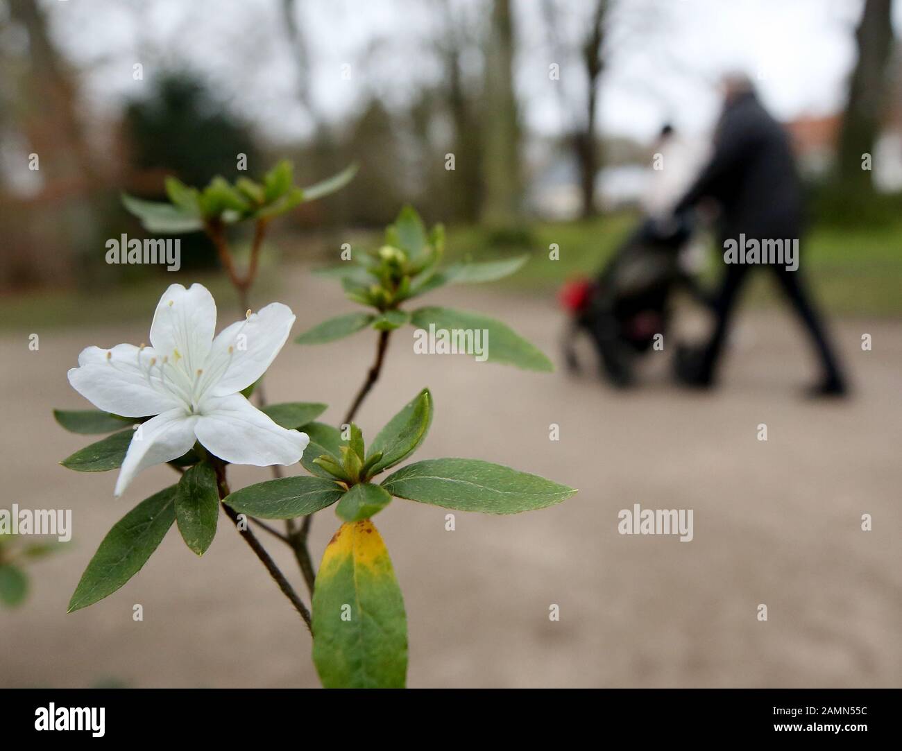 Moers, Deutschland. Januar 2020. Spaziergänger kommen im Schlosspark an der Blüte eines Sträuches vorbei. Der Deutsche Wetterdienst rechnet in Nordrhein-Westfalen in den kommenden Tagen mit 14 Grad Celsius. Kredit: Roland Weihrauch / dpa / Alamy Live News Stockfoto