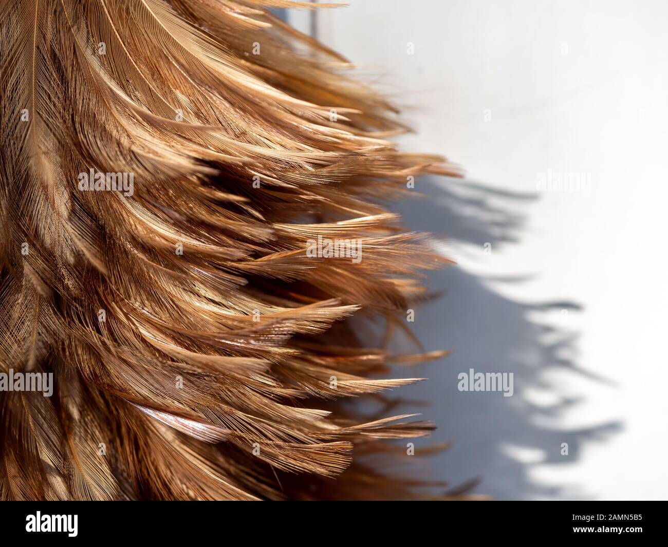 Nahaufnahme der Federstruktur auf weißem Hintergrund mit Kopierbereich. Die braune Besenbürste besteht aus Hühnerfedern. Stockfoto