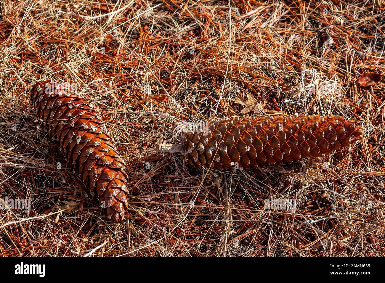Zucker-Kiefer-Kegel Stockfoto