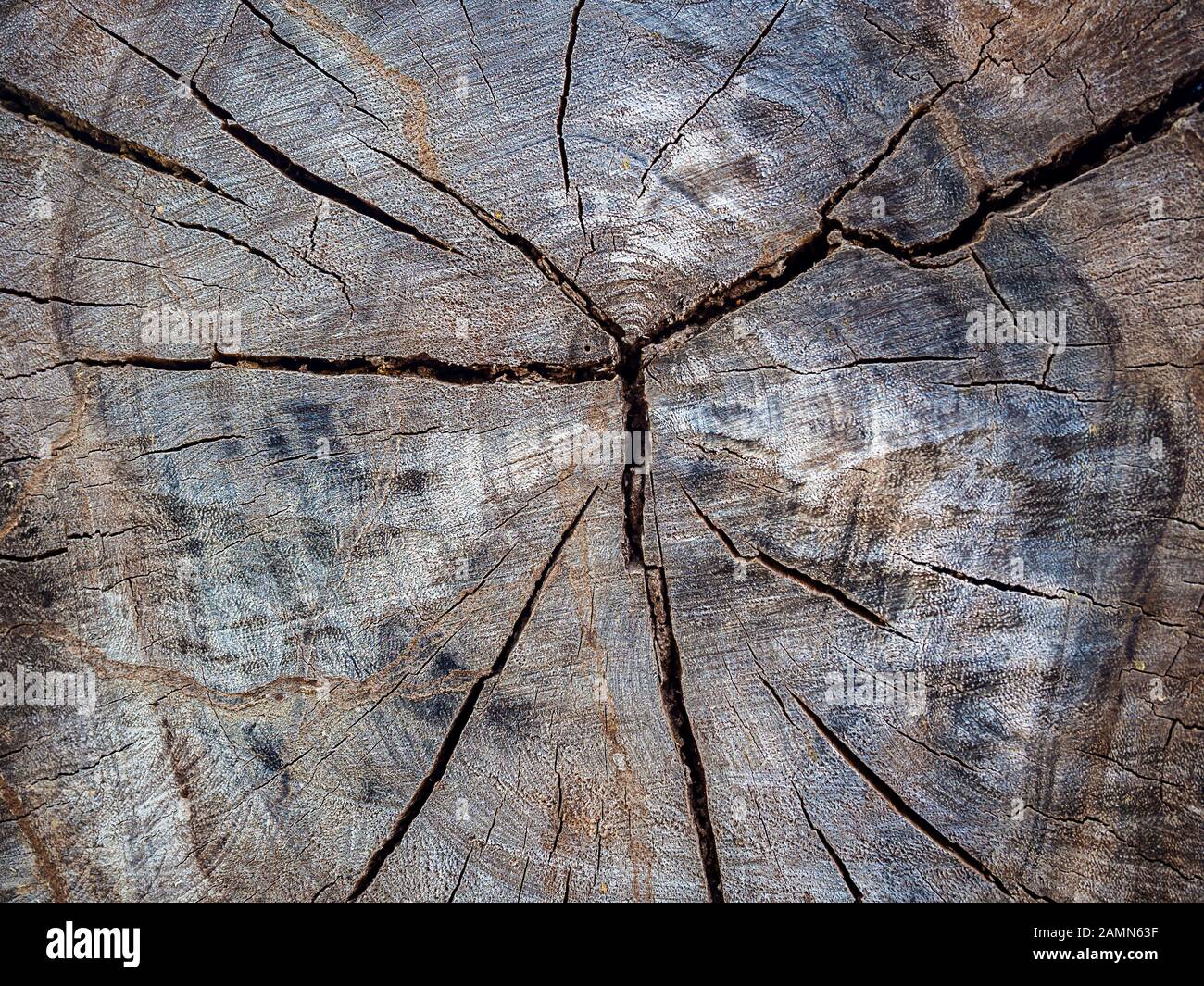 Baumstumpf Textur Hintergrund. Abstrakter, braun gerissener Holzhintergrund. Stockfoto