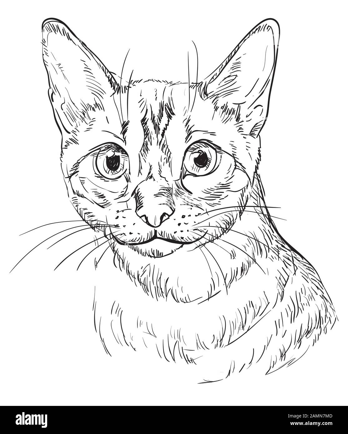 Vector Hand Drawing Portrait von Snow bengal CAT in schwarzer Farbe isoliert auf weißem Hintergrund. Monochromes, realistisches Katzen-Porträt. Vektorgrafiken Stock Vektor
