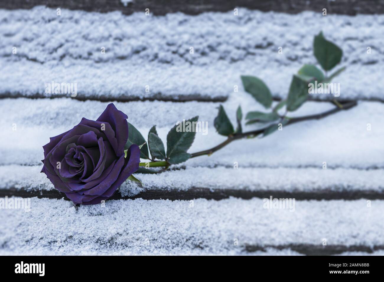 Eine schwarze Rose liegt im Schnee auf einer Bank im kalten Winter.  Schwarze Rose im Winter als Symbol der Trennung und Trauer Stockfotografie  - Alamy