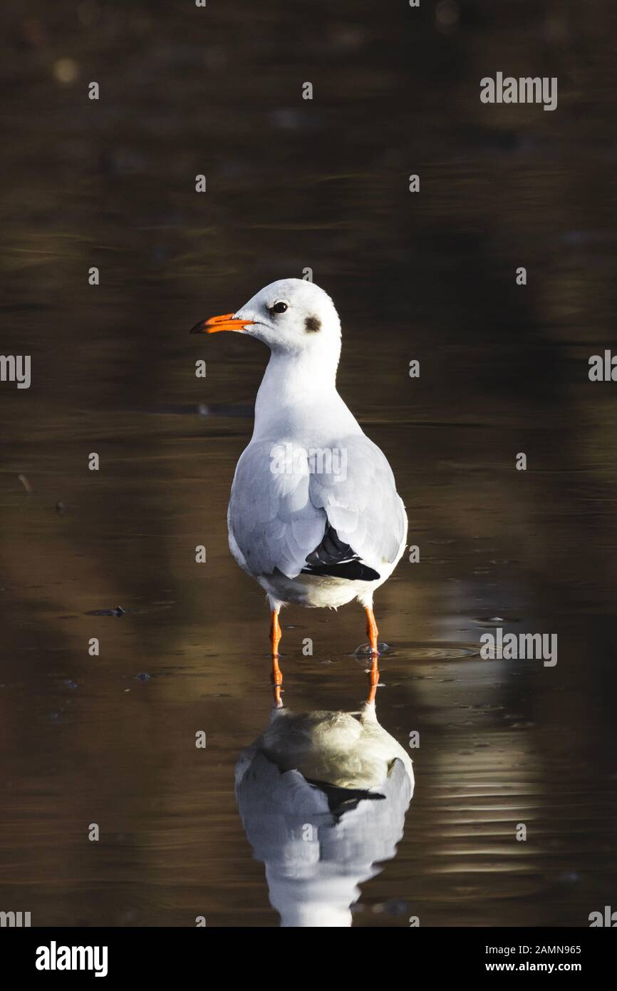 Weiße Vogel mit Blick auf die Kamera starrt in Wasser mit Reflektion Stockfoto