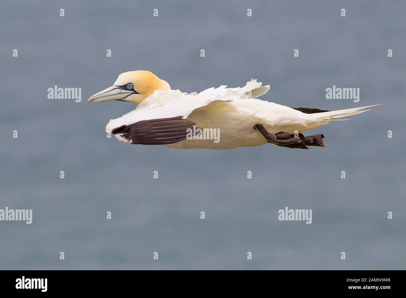 Nahaufnahme von UK Northern Gannet Seabird (Morus bassanus) isoliert im Mittelflug. Küstenpanzer fliegen frei gleiten in der Luft, Seewasserhintergrund. Stockfoto