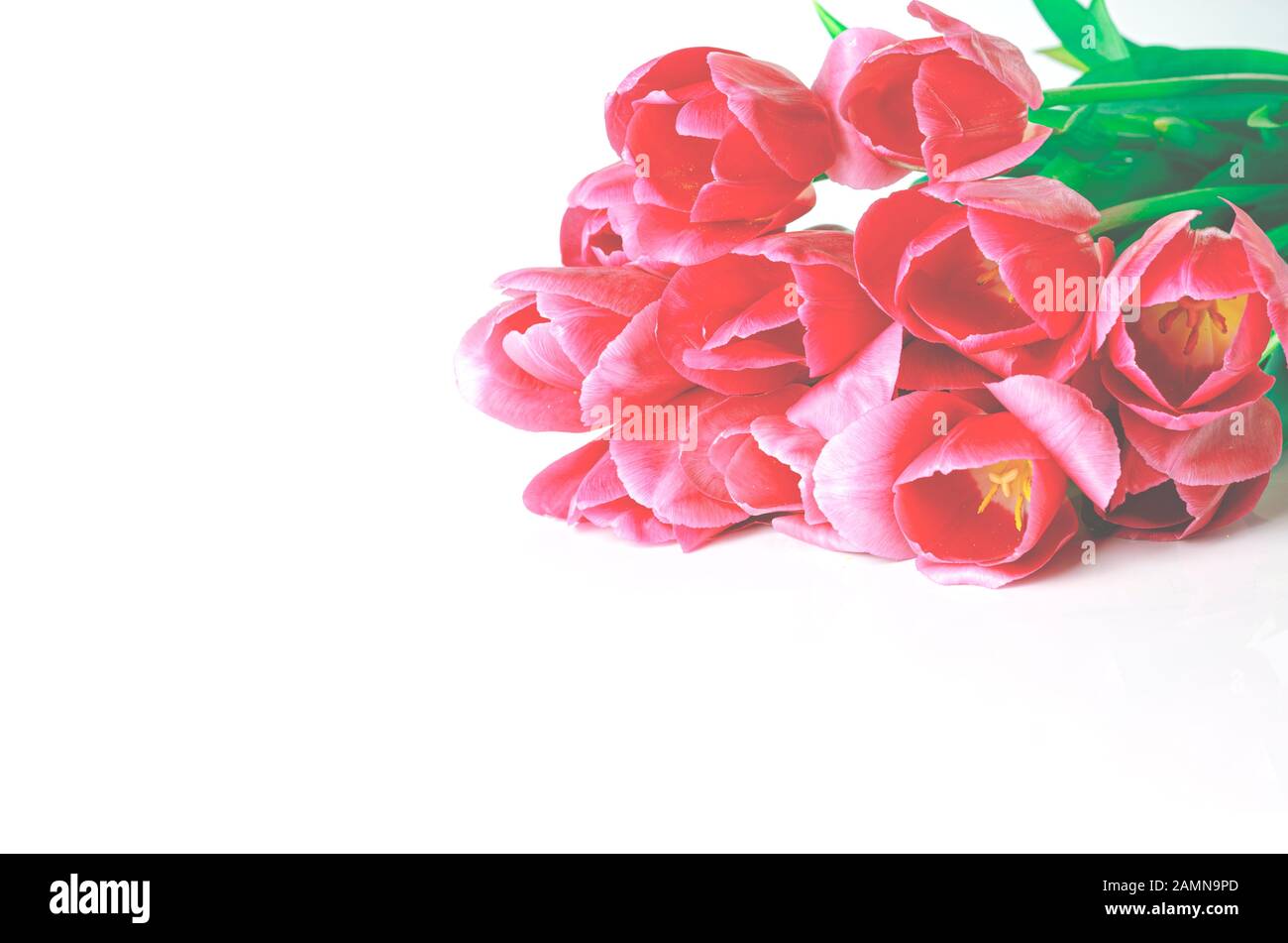 Rosa Tulpe Blumen Rand auf weißem Hintergrund Stockfoto
