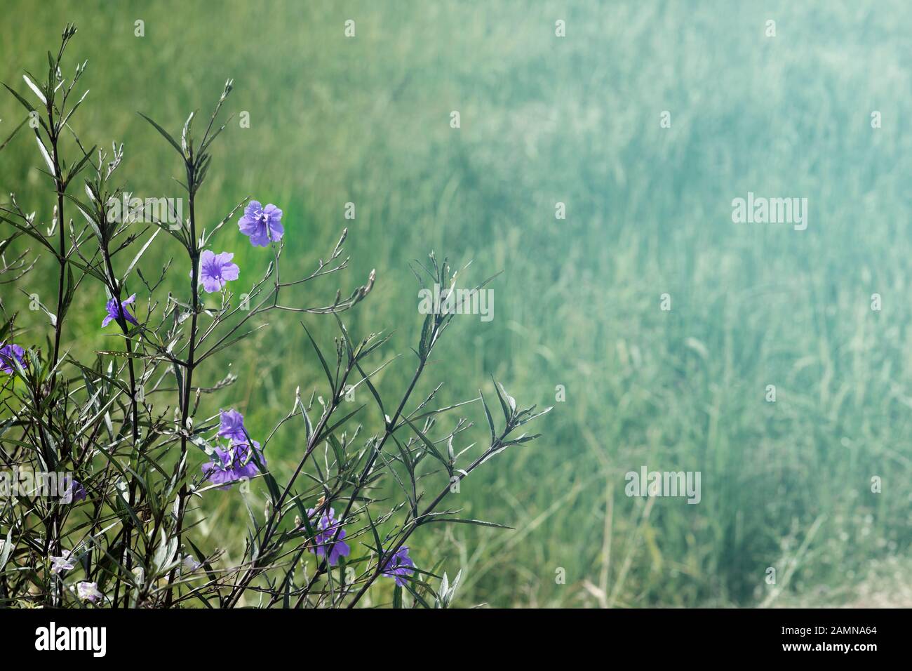 Kleine Blume vor dem unscharfen grünen Feld für Hintergrundfoto in kühlem Farbton. Stockfoto
