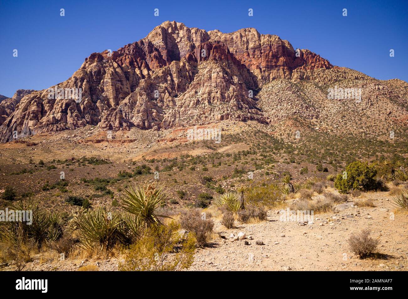 Red Rock Canyon National Conservation Area in Nevada, in der Nähe von Las Vegas, wo Sie Fahrradtouren und Klettern machen. Stockfoto