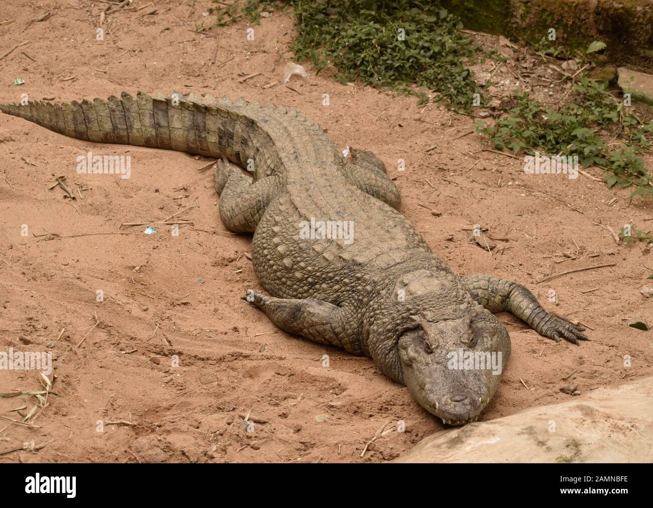 Krokodil in einem Zoo Stockfoto