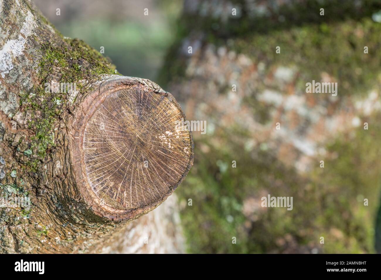 Die Struktur der sägenden Zweige eines sehr jungen Eiche Baumes (Stamm ca. 10 ins breit) bei Sonnenschein. Nicht wie in älteren Eichen gefurcht, aber totes Blatt auf Ast bestätigt Eiche. Stockfoto