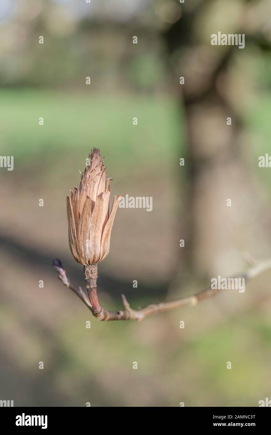 Samenkopf von Tulpenbaum/Liriodendron tulipifera (auch Tulip Poplar & Yellow Poplar genannt). Einmal als Heilpflanze in pflanzlichen Heilmitteln verwendet. Stockfoto