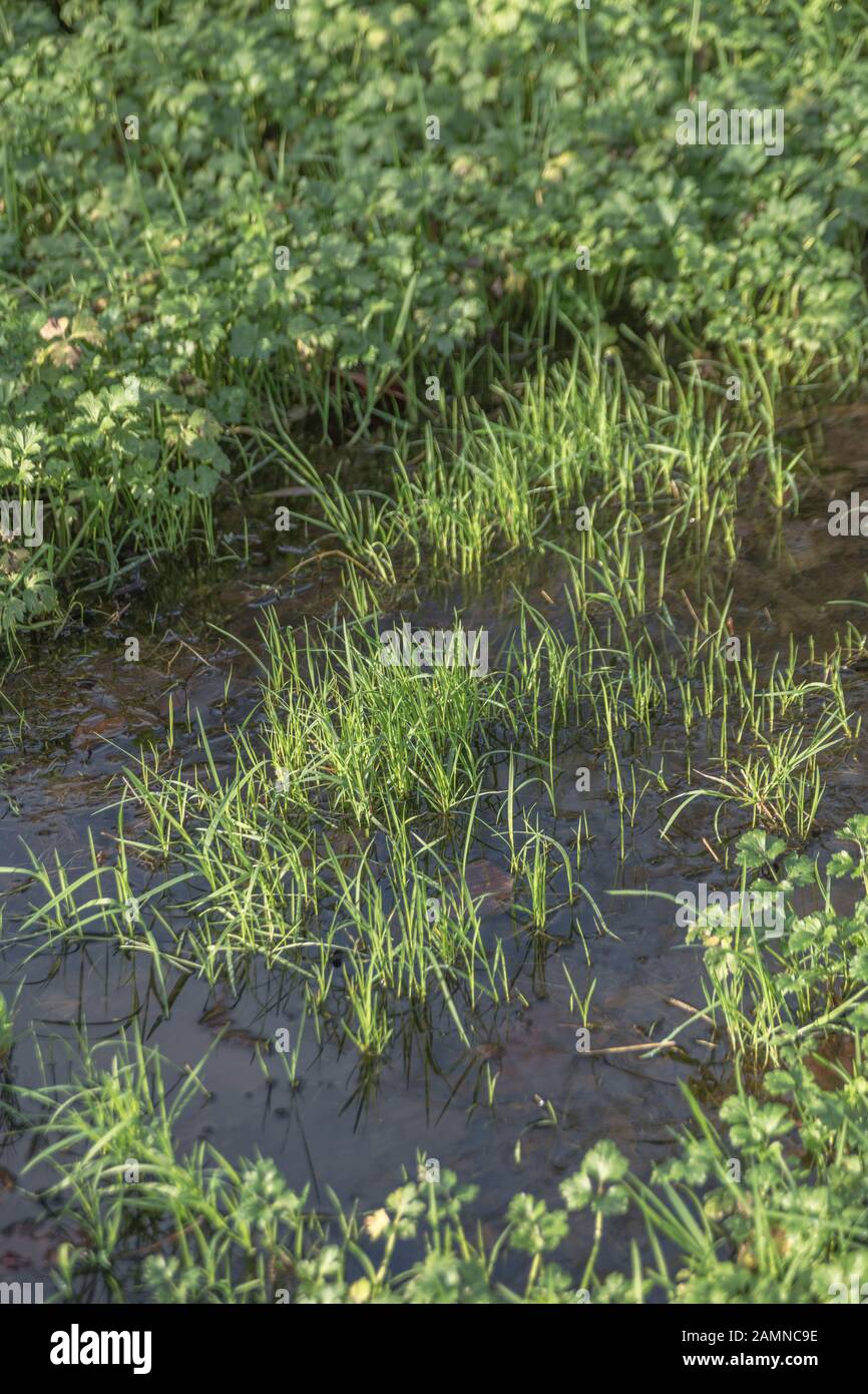 Grasblätter und Butterblumen, die von Winterfluten überflutet wurden. Für Überschwemmungen, Klimawandel, überschwemmte, überschwemmte, grüne Pflanzen unter Wasser. Stockfoto