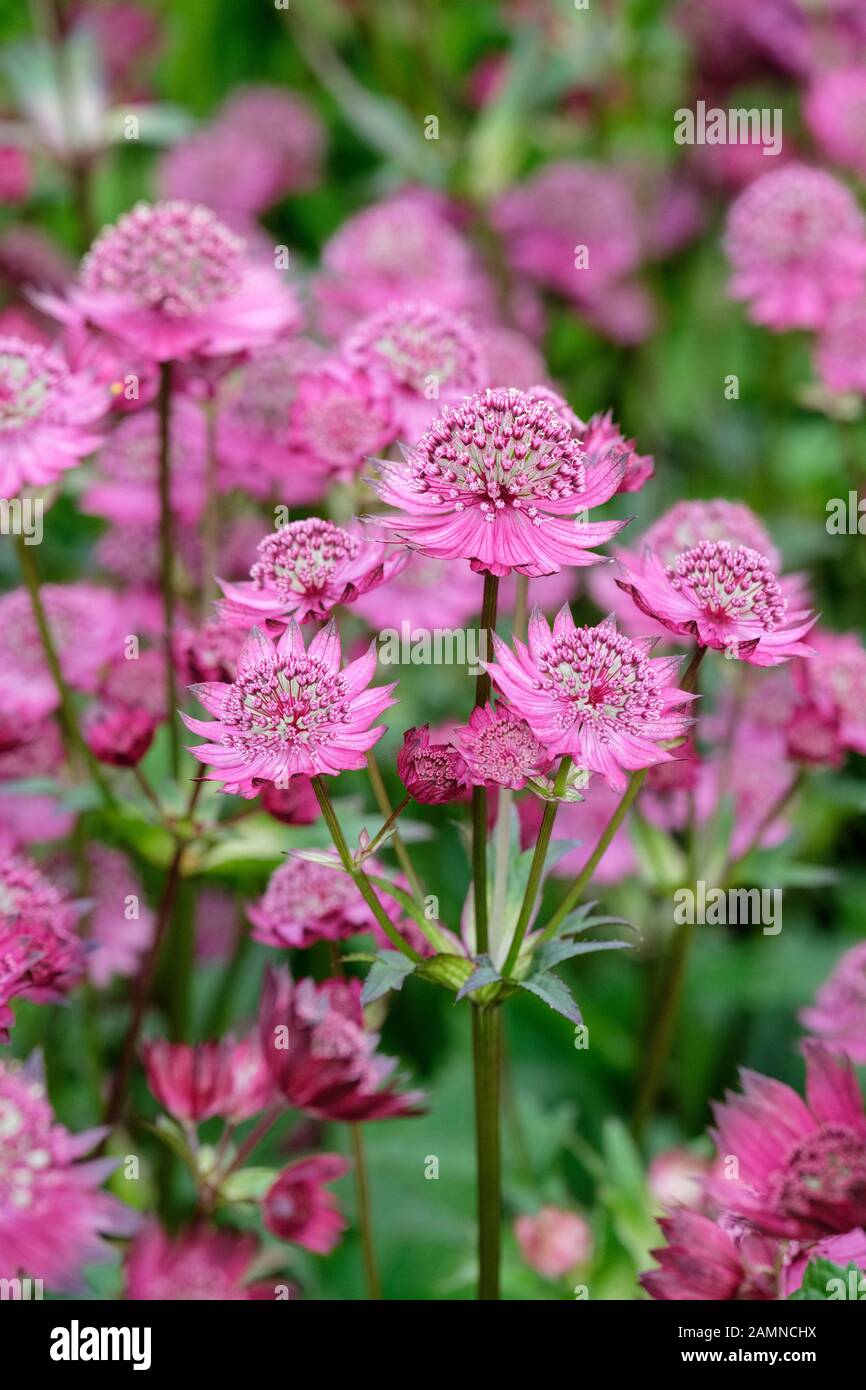 Astilbe 'Gill Richardson' (große Masterwort) Stockfoto