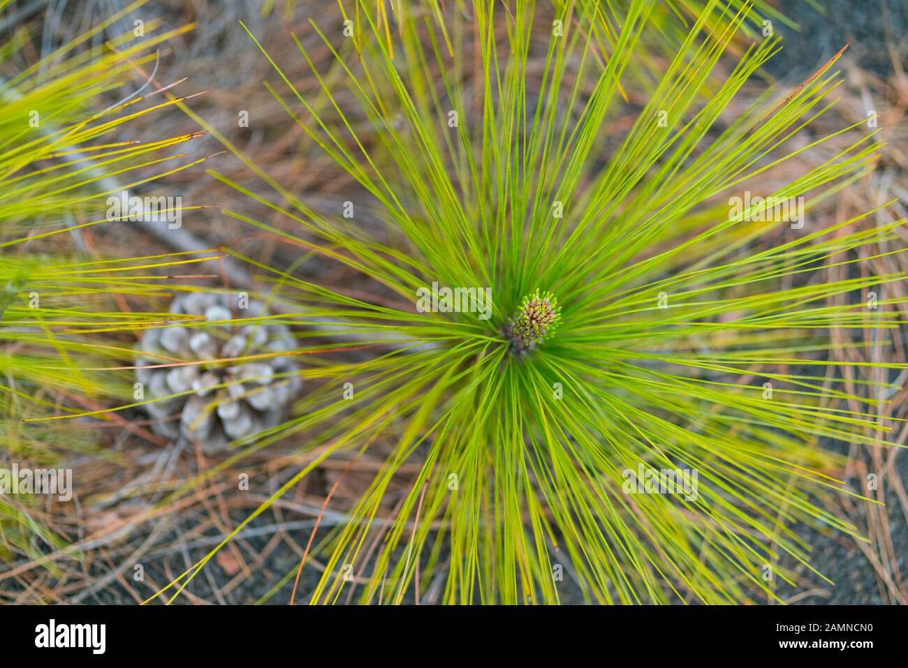 Kanarische Inseln, Kiefernwald, Llano del Jable, Insel La Palma, Kanarische Inseln, Spanien, Europa Stockfoto