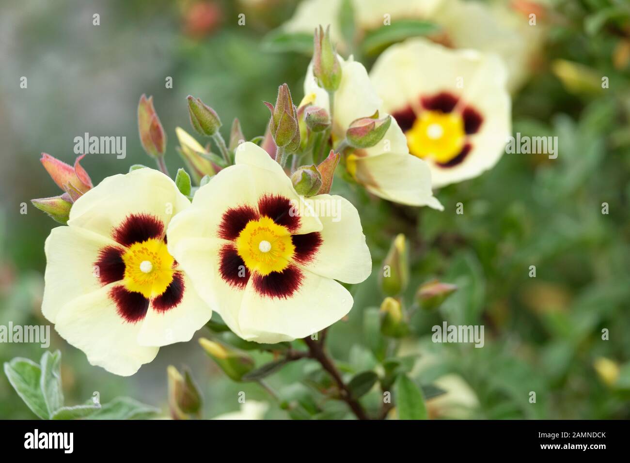 Cremige hellgelben Blüten von halimiocistus Wintonensis bin errist Holz Cream', Rock Rose bin errist Holz Cream' Stockfoto