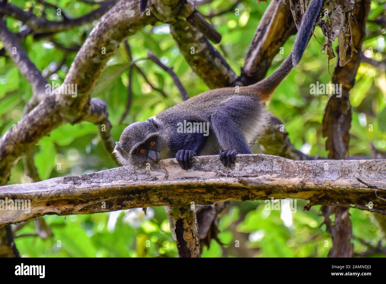 Spielen Affen in einem Hotelkomplex in Kenia Stockfoto