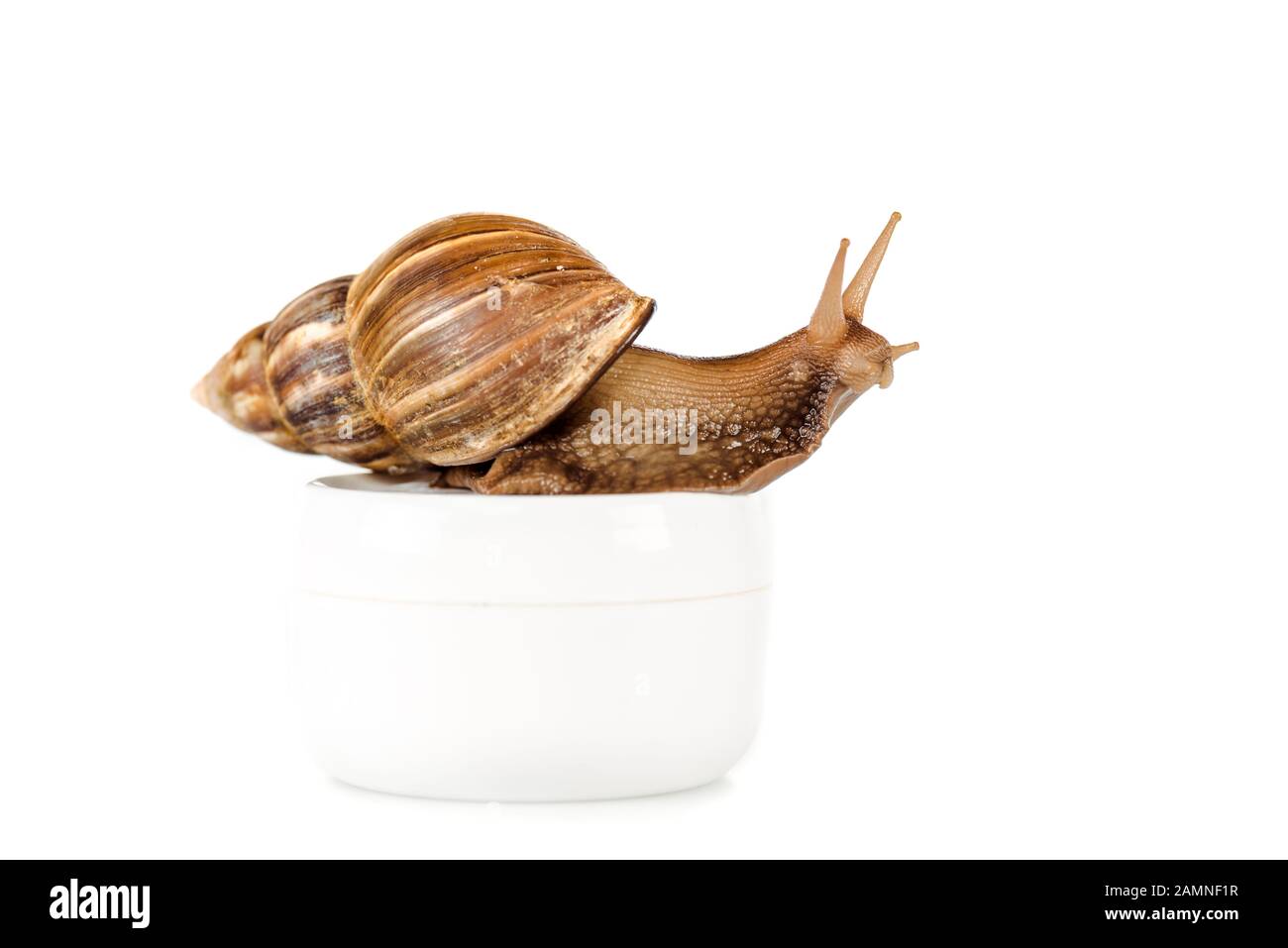 Braune Schnecke auf kosmetischem cremefarbenem Behälter isoliert auf Weiß Stockfoto