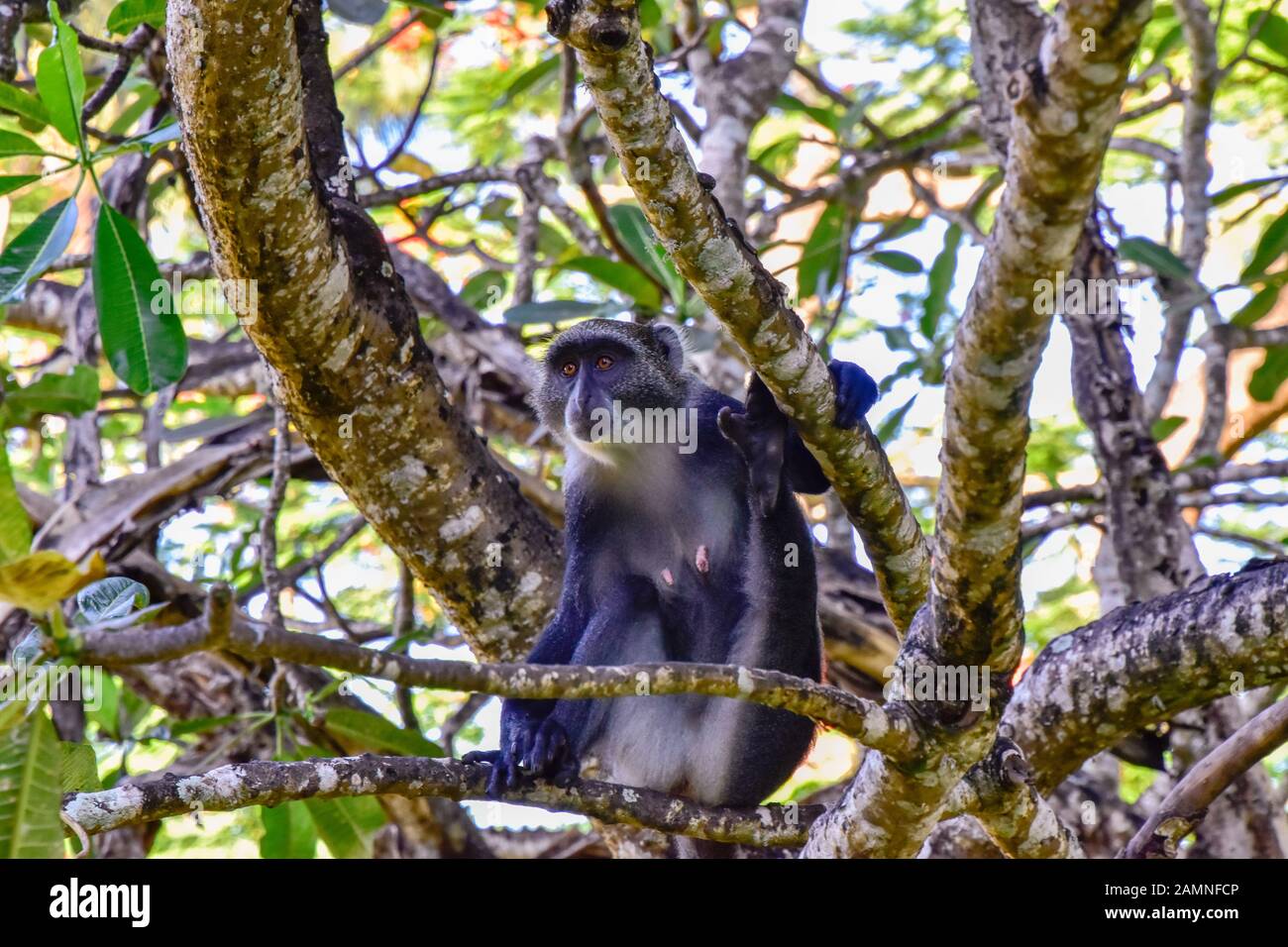 Spielen Affen in einem Hotelkomplex in Kenia Stockfoto