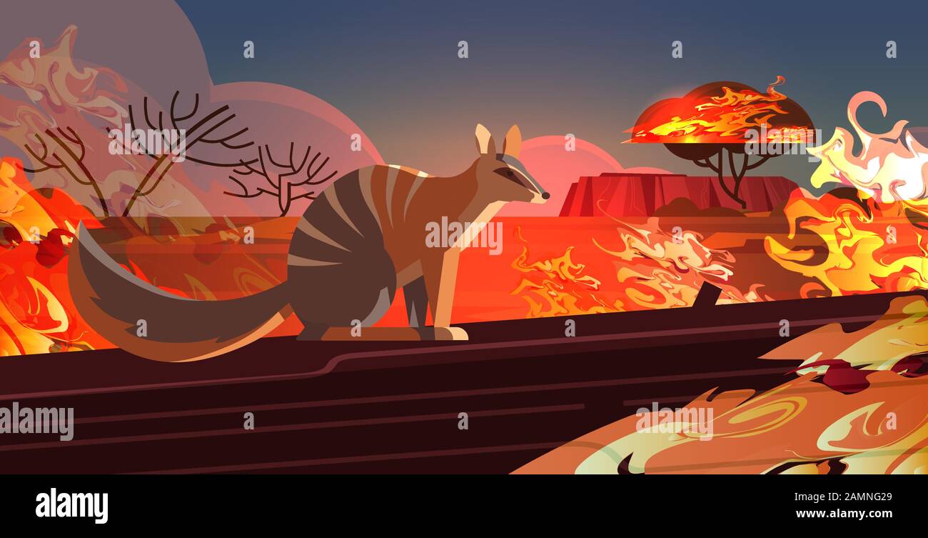 Betäubter, der aus Bränden in australien austritt Tiere, die im Wildfire Buschfeuer Naturkatastrophen Konzept intensiv orange Flammen horizontale Vektorgrafiken sterben Stock Vektor