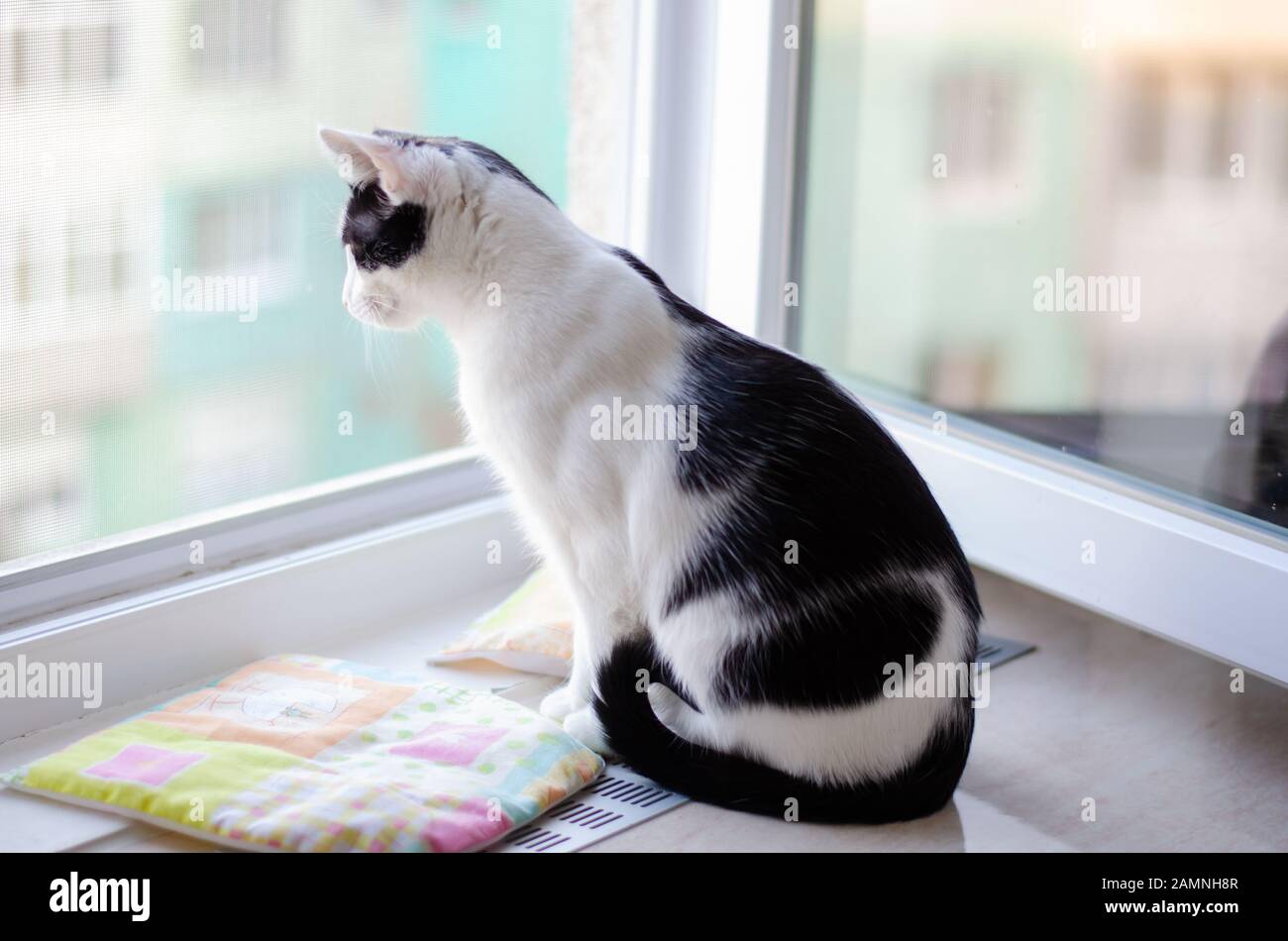 Zweifarbige Katze, die Menschen vom Fenster aus beobachtet Stockfoto