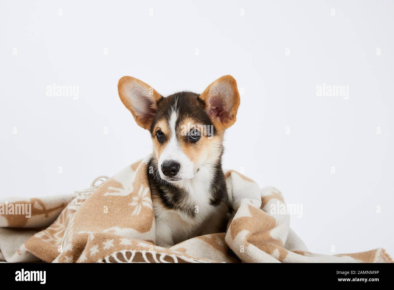 Süßer welsh corgi Welpe in Decke Blick auf die Kamera isoliert auf weiß Stockfoto
