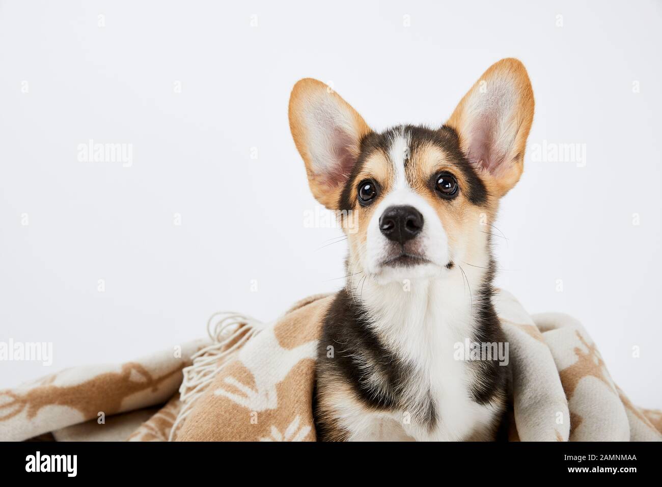 Süßer welsh corgi Welpe in Decke isoliert auf weiß Stockfoto