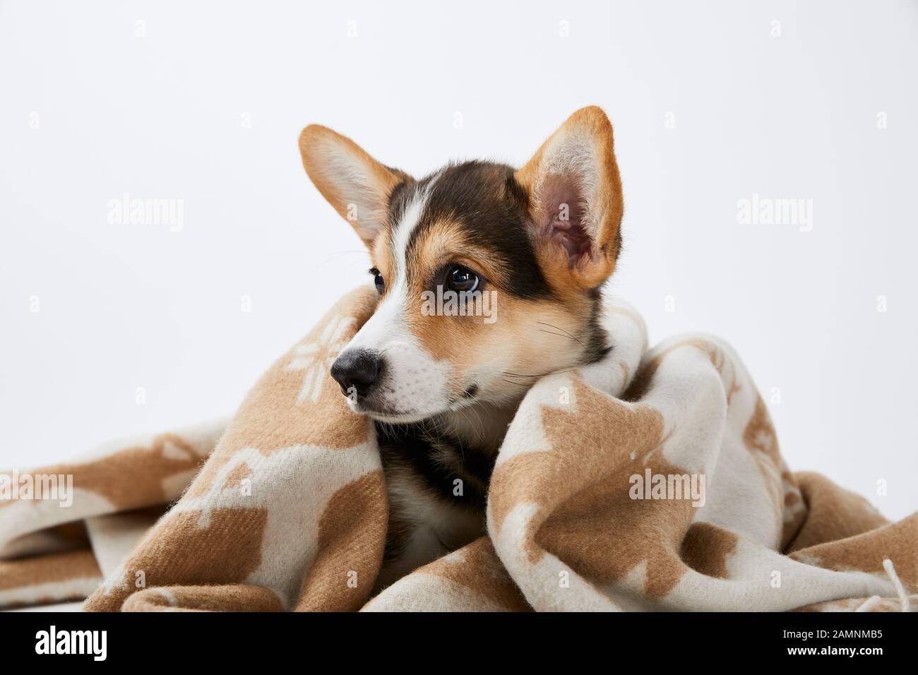 Flauschiger walisischer corgi-welpe in einer Decke, die isoliert auf Weiß wegschaut Stockfoto