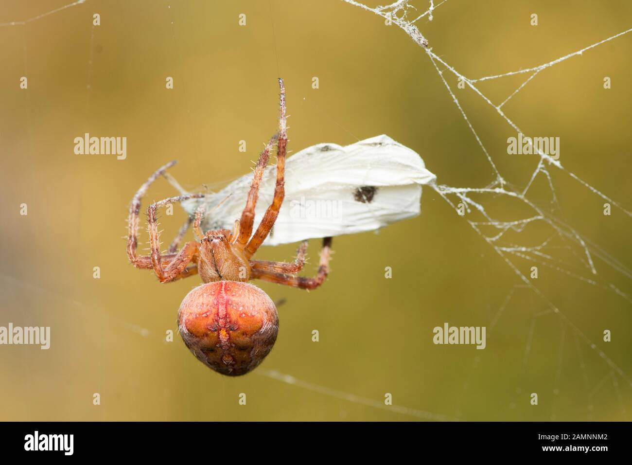 Garden Spider, Araneus diadematus Kreuz sammeln und wickeln einen weißen Schmetterling in seinem Web Stockfoto