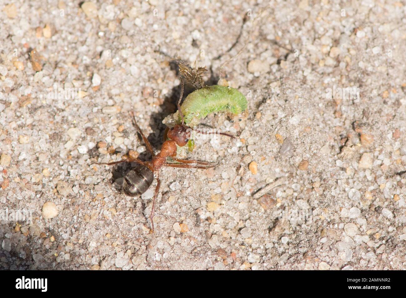 Ant ziehen eine grüne Raupe auf dem Boden entlang, Großbritannien Stockfoto