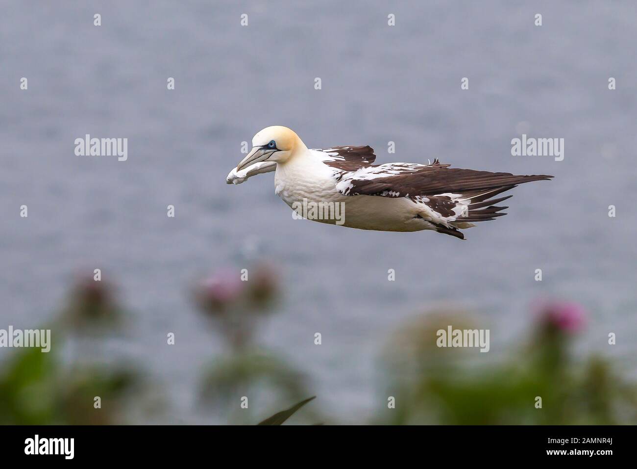 Nahe, wilde britische nördliche Gannet seabird (Morus bassanus), isoliert im Flug in der Luft. Küsten-Gannet fliegen frei in Himmel, Meer Wasser Hintergrund. Seevögel. Stockfoto