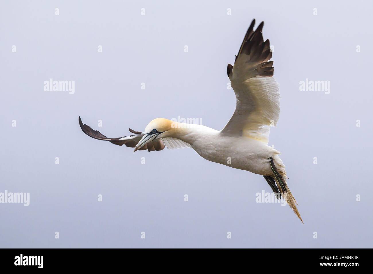 Nahaufnahme von UK Northern Gannet Seabird (Morus bassanus) isoliert im Mittelflug. Gannet fliegend frei hoch im Himmel, breiteten sich Flügel bereit zum Tauchen aus. Stockfoto