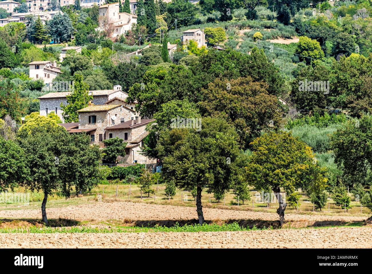 Viele Olivenbäume, die im sonnigen Sommertag in Assisi in Umbrien, Italien, wachsen, mit niemandem und Bauernfeld Stockfoto