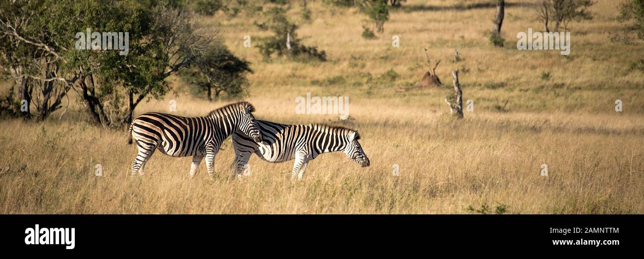 Panorama auf ein paar ruhige Zebras bei Sonnenuntergang in der Savanne, Südafrika Stockfoto