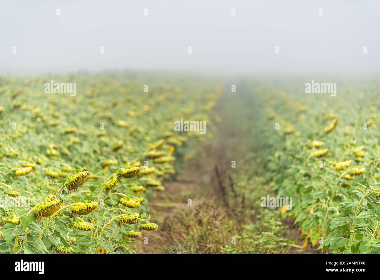 Viele Sonnenblumenkopfblüten blühen reif für die Ernte auf dem landwirtschaftlichen Nutzfeld im Morgennebelnebel in Umbrien, Italien Stockfoto