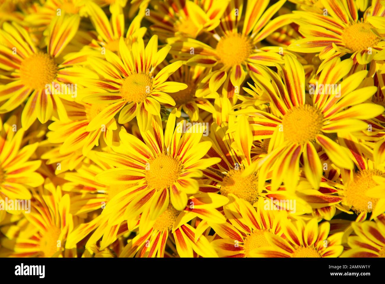 Gelbe Blumen Stockfoto