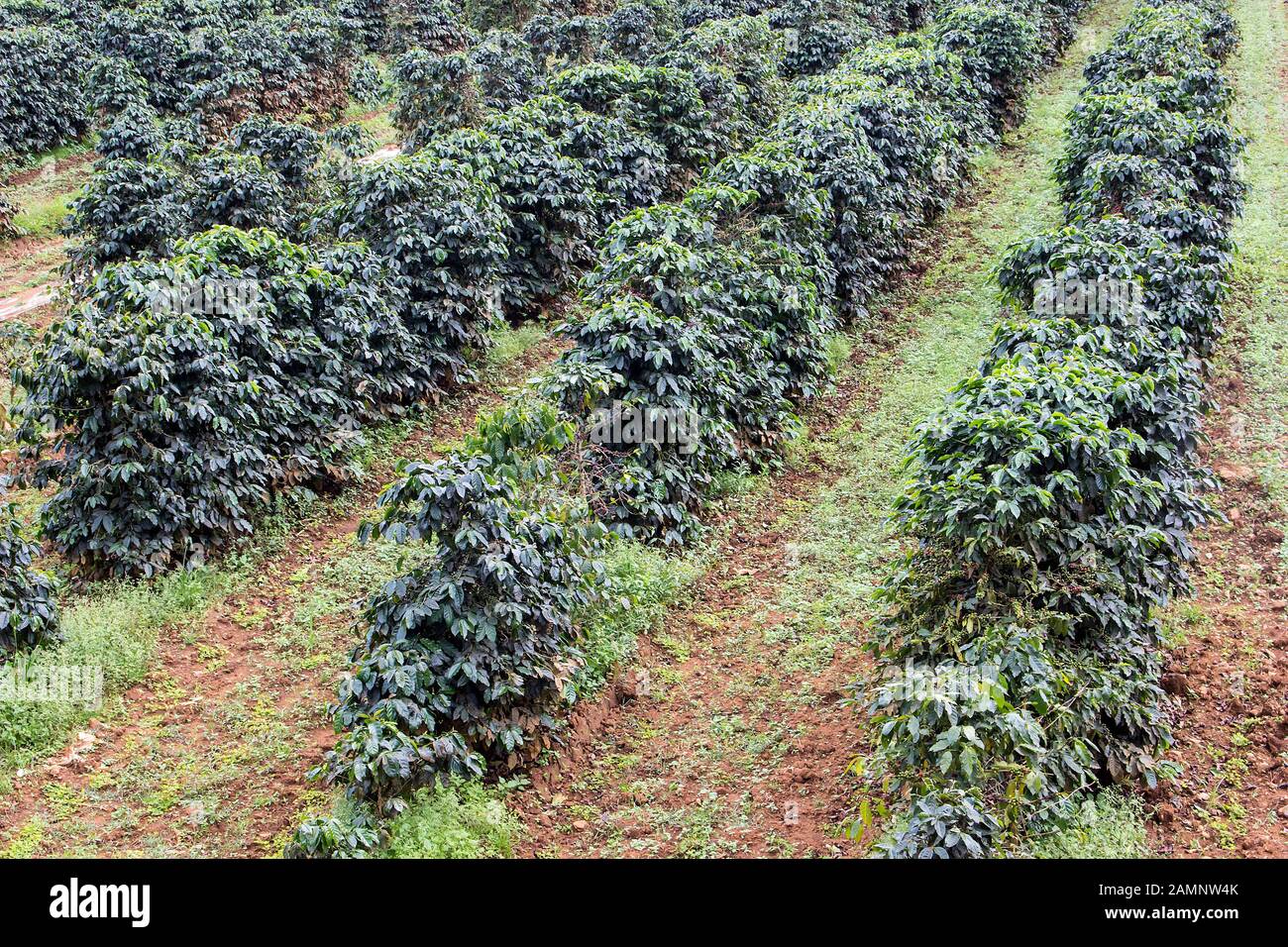 Kaffee Büsche organischen Kaffee Plantage auf der Pak Se Bezirk Stockfoto