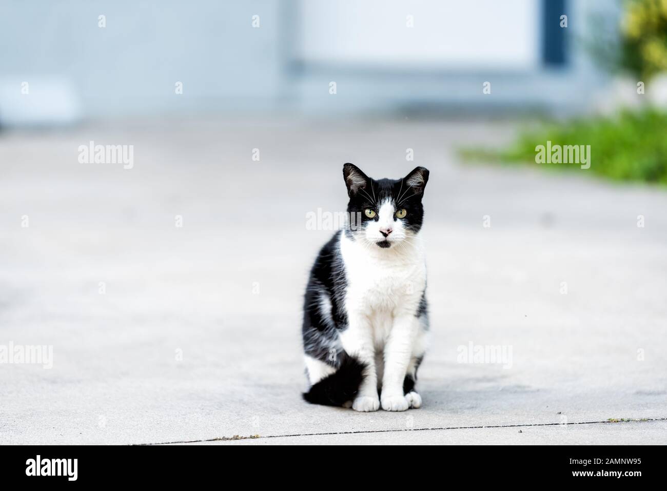 Streunende schwarze weiße Katze mit grünen Augen, die sich auf der Einfahrt zur Einfahrt auf dem Bürgersteig in Sarasota, Florida, befindet Stockfoto