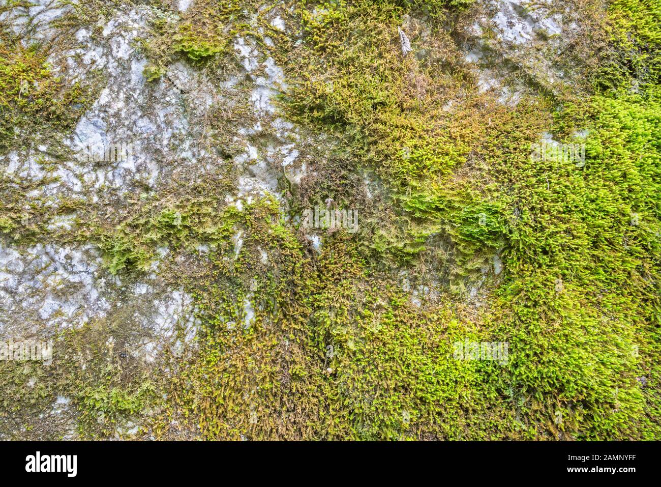 Das Moos auf dem Calcit-Felsen Stockfoto