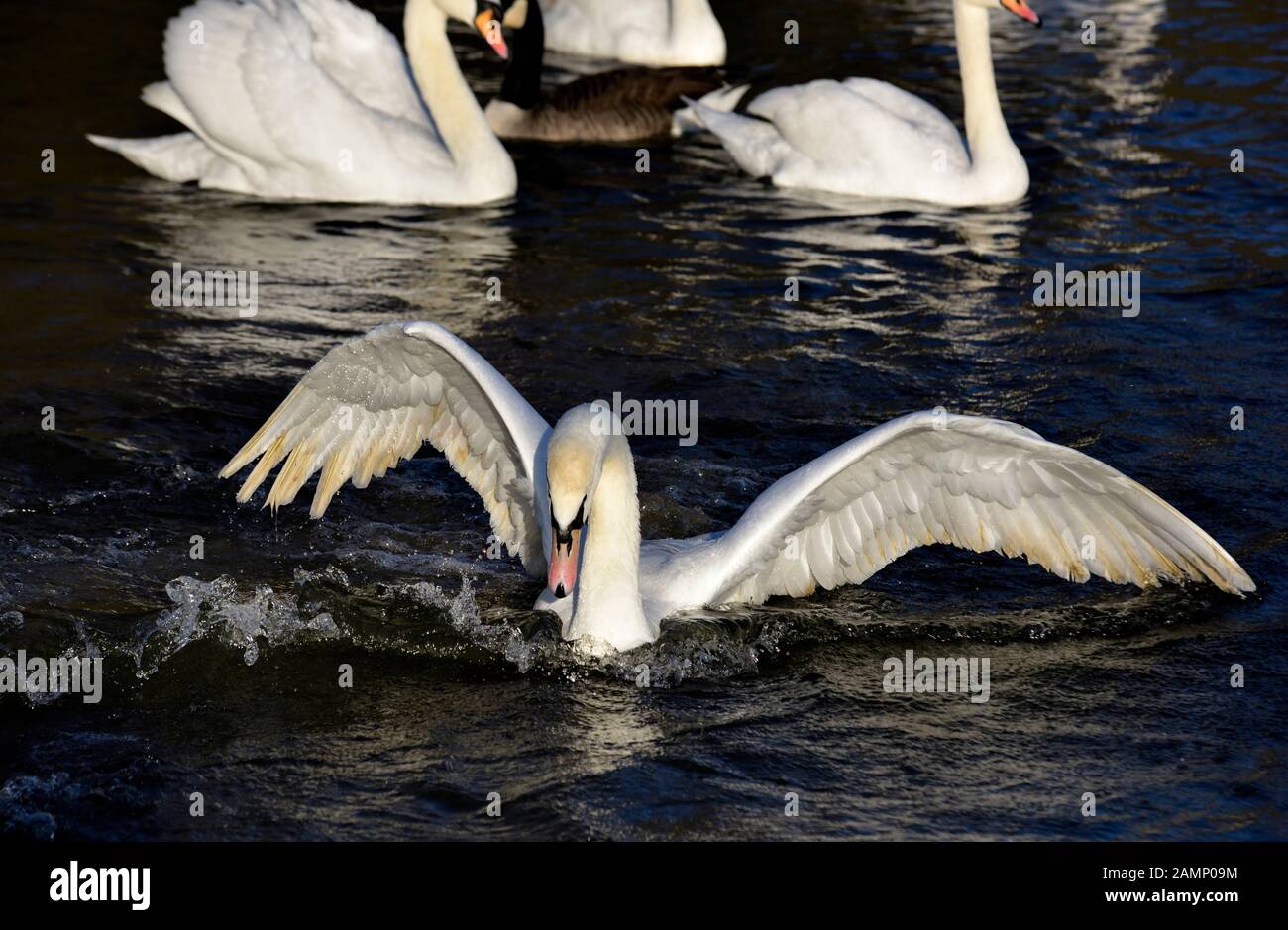 Höckerschwäne jagen über das Wasser Aggression zeigen, Schwäne Bridge, West Hallam, Firma Ilkeston, Nottingham, England, Großbritannien Stockfoto