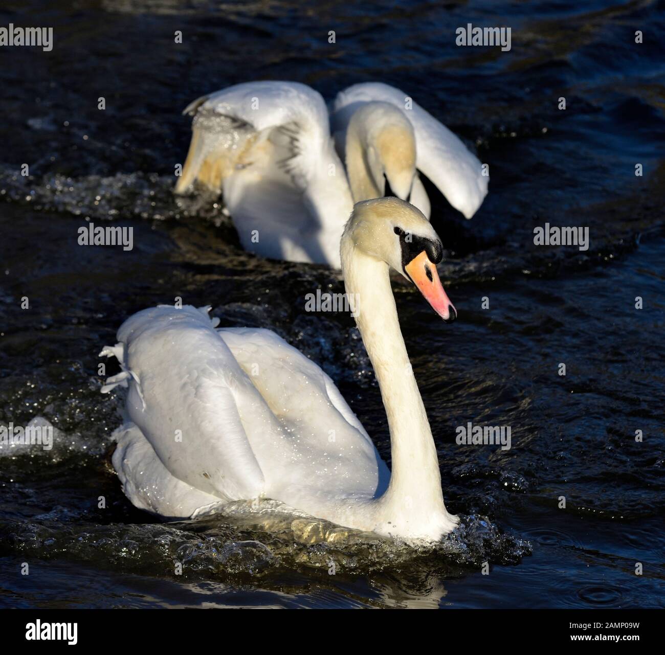 Höckerschwäne jagen über das Wasser Aggression zeigen, Schwäne Bridge, West Hallam, Firma Ilkeston, Nottingham, England, Großbritannien Stockfoto