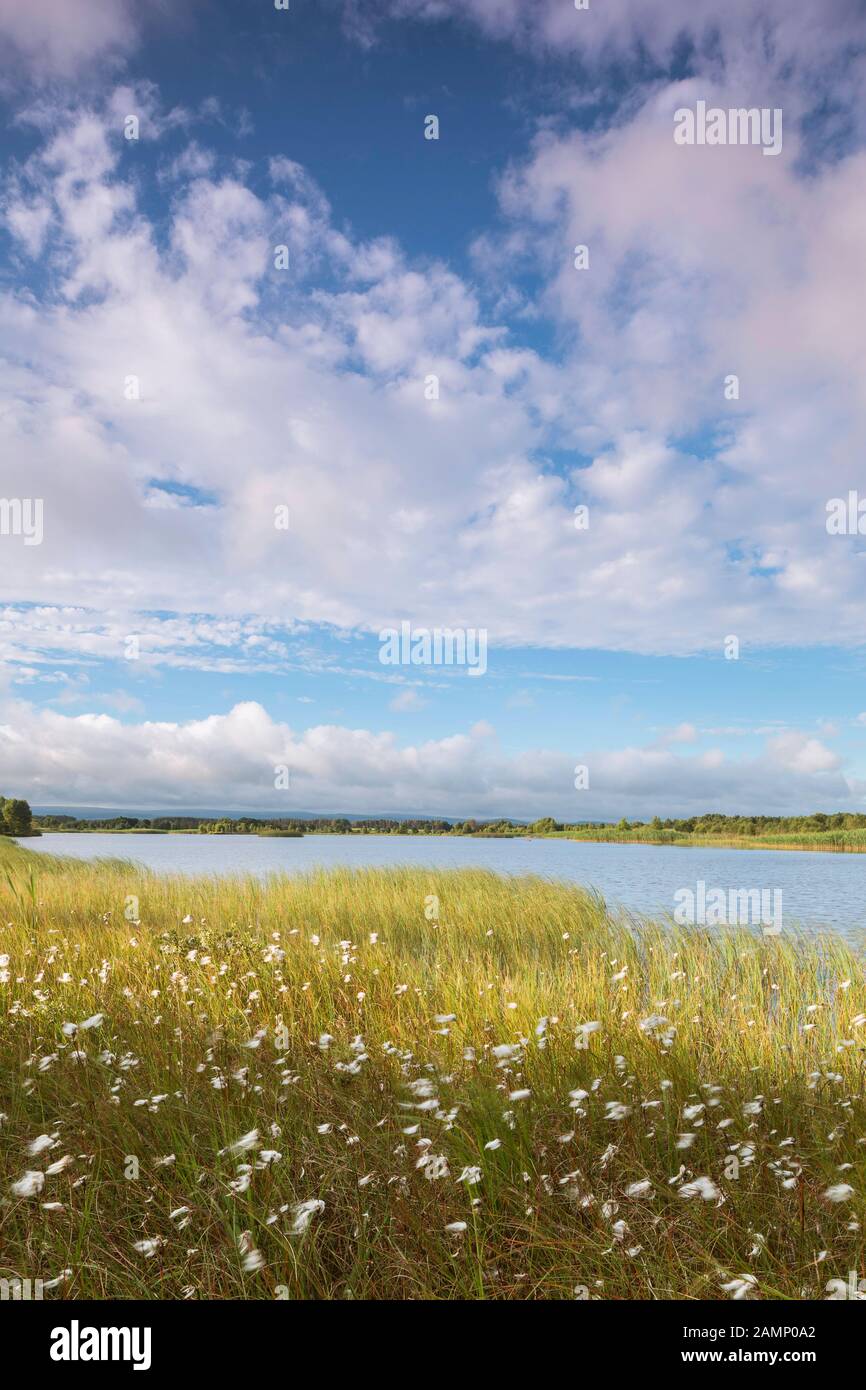 Anfang Juli Morgen im Lough Boora Discovery Park, Offaly, Irland. Stockfoto