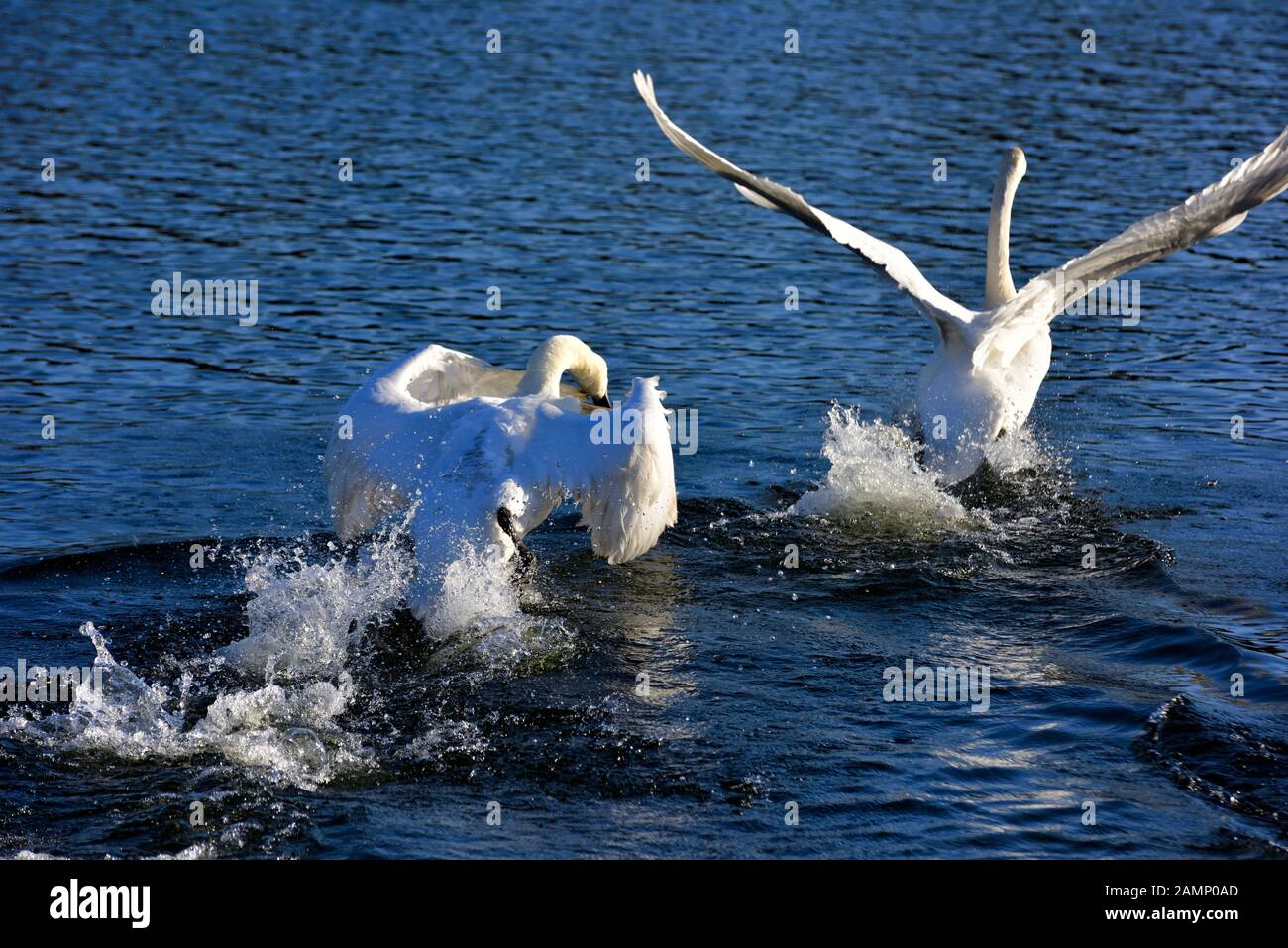 Höckerschwäne jagen über das Wasser Aggression zeigen, Schwäne Bridge, West Hallam, Firma Ilkeston, Nottingham, England, Großbritannien Stockfoto