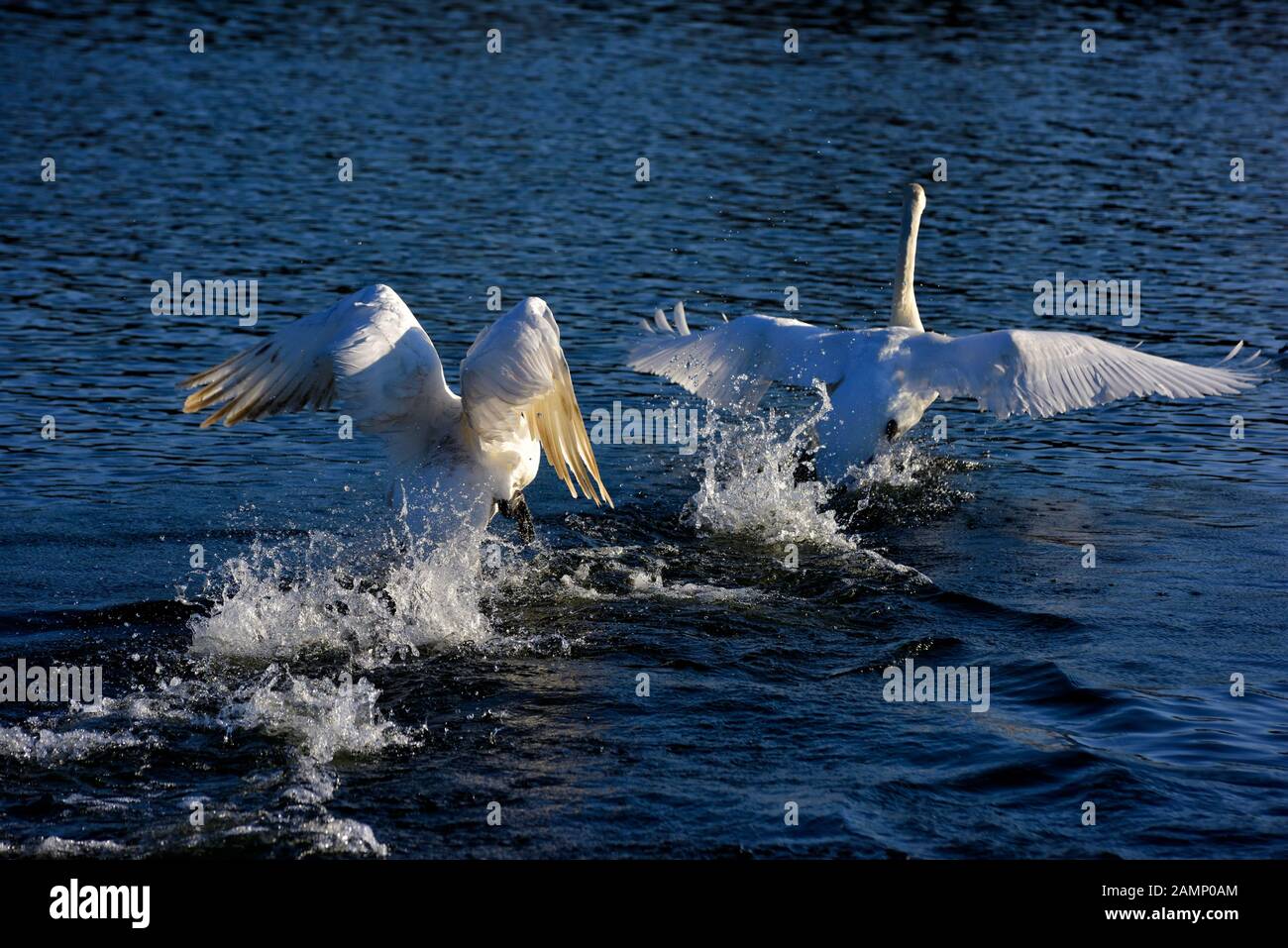 Höckerschwäne jagen über das Wasser Aggression zeigen, Schwäne Bridge, West Hallam, Firma Ilkeston, Nottingham, England, Großbritannien Stockfoto