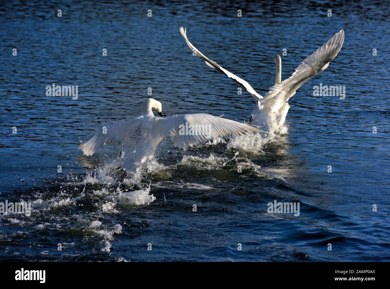 Höckerschwäne jagen über das Wasser Aggression zeigen, Schwäne Bridge, West Hallam, Firma Ilkeston, Nottingham, England, Großbritannien Stockfoto