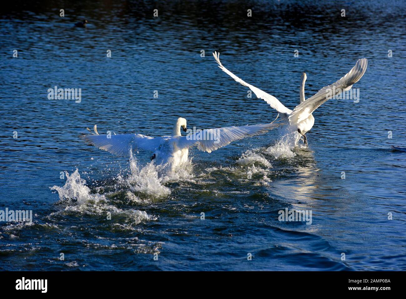 Höckerschwäne jagen über das Wasser Aggression zeigen, Schwäne Bridge, West Hallam, Firma Ilkeston, Nottingham, England, Großbritannien Stockfoto