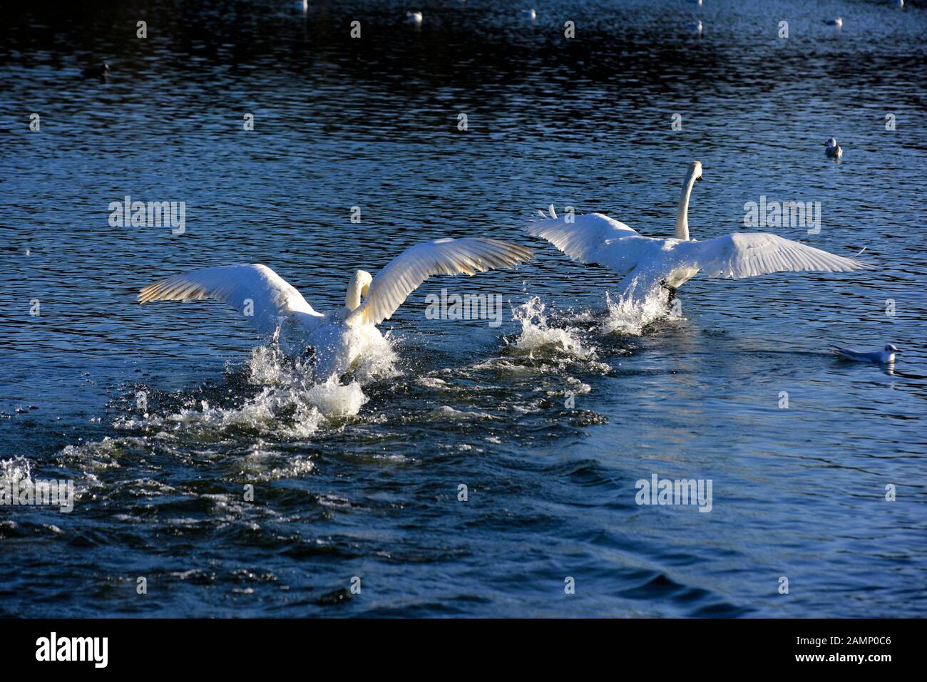 Höckerschwäne jagen über das Wasser Aggression zeigen, Schwäne Bridge, West Hallam, Firma Ilkeston, Nottingham, England, Großbritannien Stockfoto